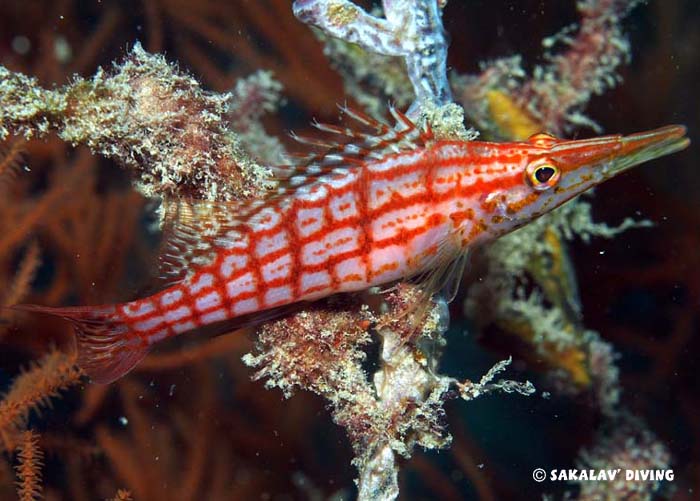 photo et vidéo sous marine à Nosy Be